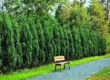 Jałowce skalne wyglądają bardzo efektownie.