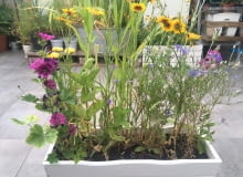 Kwietna łąka w donicy Kwietna łąka w donicy