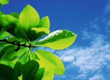 O dekoracyjności magnolii parasolowatej decydują szczególnie okazałe liście. O dekoracyjności magnolii parasolowatej decydują szczególnie okazałe liście.