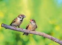 Mazurki (dorosły i podlot) Mazurki (dorosły i podlot)