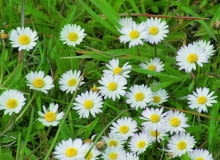 Stokrotka pospolita (Bellis perennis) Stokrotka pospolita (Bellis perennis)