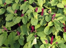 PHYTOLACCA AMERICANA, AMERICAN POKEWEED SLOWA KLUCZOWE: Blume BlŁte Farbe Farbstoff Flora Frucht Gift Giftig Perennial Pflanze Sommer Staude einfšrben fšrben giftiger rot