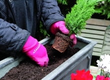 Na widocznym z salonu stole ustawiam coraz to nowe dekoracje roślinne w ozdobnych pojemnikach. Na początek zimy proponuję energetyczną kompozycję w czerwieni. W ziemi, którą trzymam w garażu (nie zamarznie), sadzę jako 'bazę' małe iglaki (tutaj cyprysik). To najwyższe piętro kompozycji. Na widocznym z salonu stole ustawiam coraz to nowe dekoracje roślinne w ozdobnych pojemnikach. Na początek zimy proponuję energetyczną kompozycję w czerwieni. W ziemi, którą trzymam w garażu (nie zamarznie), sadzę jako 'bazę' małe iglaki (tutaj cyprysik). To najwyższe piętro kompozycji.