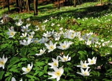 Zawilec gajowy porasta w lasach duże obszary. W ogrodzie można mu powierzyć rolę rośliny okrywowej. Zawilec gajowy porasta w lasach duże obszary. W ogrodzie można mu powierzyć rolę rośliny okrywowej.