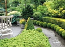 Wooden lounger on terrace beside border with Pachysandra terminalis and clipped Buxus topiary