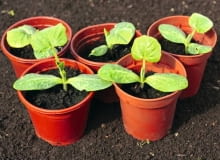 Nasiona ogórków i innych warzyw dyniowatych wysiewamy pojedynczo do osobnych doniczek. Na zdjęciu siewki z liścieniami i pierwszymi liśćmi Nasiona ogórków i innych warzyw dyniowatych wysiewamy pojedynczo do osobnych doniczek. Na zdjęciu siewki z liścieniami i pierwszymi liśćmi