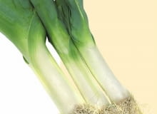 Pory można przechować do wiosny na zagonkach, ale trzeba je osłonić przed mrozem