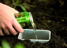 W ziemię wkopujemy głęboki pojemnik, do którego wlewamy piwo. Jego zapach zwabi ślimaki w pułapkę 13.06.2006 WARSZAWA SZKODNIKI ZWIERZETA SLIMAK SLIMAKI PULAPKA ZAPORA OCHRONA ROSLIN EKOLOGIA FOT. PAWEL SLOMCZYNSKI / AGENCJA GAZETA