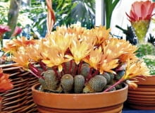 ROSLINY KAKTUSY KWIATY - REBUCJA REBUTIA HELIOSA