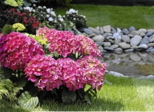 Hortensja ogrodowa zawiązuje pąki już latem. Zimą bez osłony mogą one przemarznąć. Hortensja ogrodowa zawiązuje pąki już latem. Zimą bez osłony mogą one przemarznąć.