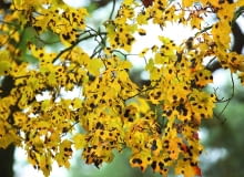 Klon opanowany przez czarną plamistość może już latem zrzucić liście. Najlepiej je zgrabić i spalić! Klon opanowany przez czarną plamistość może już latem zrzucić liście. Najlepiej je zgrabić i spalić!