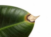 Liść fikusa. Choroby kwiatów doniczkowych Liść fikusa. Choroby kwiatów doniczkowych