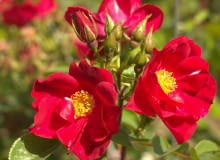 róża “Aragorn’ hod. Łukasz Rojewski róża “Aragorn’ hod. Łukasz Rojewski