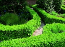 Bukszpan wiecznie zielony (Buxux sempervirens) idealnie nadaje się na zimotrawałe, niskie żywopłoty.