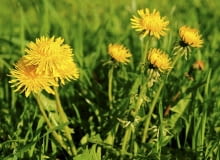 Mniszek pospolity (lekarski) nie jest wybredny co do rodzaju gleby. Jego obecność wyklucza jednak glebę podmokłą. Mniszek pospolity (lekarski) nie jest wybredny co do rodzaju gleby. Jego obecność wyklucza jednak glebę podmokłą.