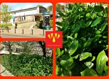 Żywopłoty zamiast słupków Żywopłoty zamiast słupków