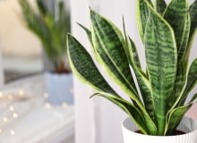 Sanseweria Sanseweria