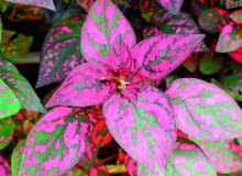 Pędy niedośpianu wymagają częstego skracania.