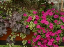 Nawet na doskonałych podłożach rośliny należy przez cały sezon dodatkowo zasilać 05.09.2003 ZABORZE WOJEWODZTWO SLASKIE FIRMA PLANTPOL KOMPOZYCJA NA STOJAKU ROZOWA SURFINIA PLEKTRANTUS HEUCHERA ZURAWKA TURZYCA CAREX BALKON TARAS FOT. PAWEL SLOMCZYNSKI / AGENCJA GAZETA PUBLIKACJA KWIETNIK NR 5 (113) - 5.2004 SLOWA KLUCZOWE: KWIATY OKLADKI ROSLINY ZDJĘCIE DO WKŁADKI: PUBLIKACJA KWIETNIK NR 5 (113) - CZASOPISMA