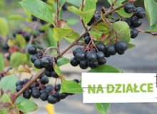 Aronia czarna Aronia czarna