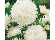 Aster peoniowy biały (Callistephus chinensis) Aster peoniowy biały