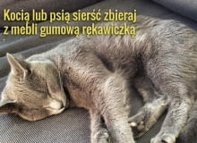 Z kocią i psią sierścią nie zawsze poradzi sobie odkurzacz