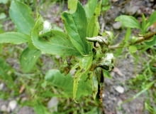 chora forsycja chora forsycja