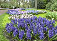 rośliny cebulowe chorują