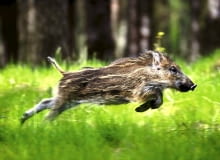 Dzik - i młody (na zdjęciu), i stary - potrafi być bardzo szybki, ale na krótkich dystansach