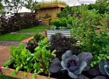 Warzywa uprawiane w dużych skrzyniach (m.in. kapusta, buraczki, jarmuż) starczą na domowe potrzeby. Warzywa uprawiane w dużych skrzyniach (m.in. kapusta, buraczki, jarmuż) starczą na domowe potrzeby.