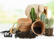 Kaktusy przesadzajmy w grubych rękawiczkach, by nie pokłuć się cierniami.