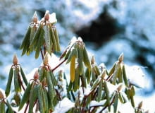 RÓŻANECZNIK i inne zimozielone krzewy podczas mrozu zwijają liście w rurki, by ograniczyć straty wody przez parowanie RÓŻANECZNIK i inne zimozielone krzewy podczas mrozu zwijają liście w rurki, by ograniczyć straty wody przez parowanie