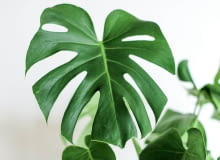 monstera