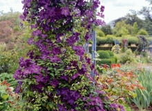 'Étoile Violette' z Grupy Viticella ma kwiaty o 4-6 płatkach i śr. 8 cm. Kwitnie: VI-IX, obficie VI-VII. Wspina się do 3 m, sprawdza się też jako roślina kobiercowa. Wymaga silnego cięcia.