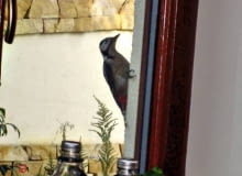 Dzięcioły, zwabione głuchym odgłosem przy ostukiwaniu, chętnie "leczą" ocieplone i otynkowane elewacje