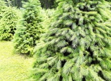 Sadząc drzewa, rozmieszczajmy je w odpowiednich odstępach. Sadząc drzewa, rozmieszczajmy je w odpowiednich odstępach.