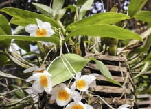 Dendrobium farmerii rosnące w ażurowym pojemniku.
