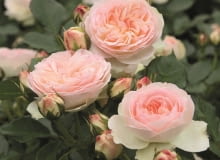 Róża ‘Pastella®’, Róża ‘Pastella®’,
