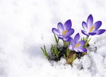 krokus, szafran, wiosna krokus, szafran, wiosna