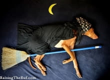 Rufus jako czarownica. rufus, pies, o czym śni pies, sztuka, lifestyle, inspiracje, raising the tuf