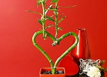 kwiaty na walentynki, bambus