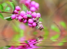 Owoce śnieguliczki Doorenbosa o średnicy do 1 cm dojrzewają jesienią. Ale uwaga: są trujące! Owoce śnieguliczki Doorenbosa o średnicy do 1 cm dojrzewają jesienią. Ale uwaga: są trujące!