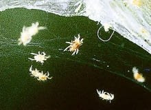 1 Przędziorki to maleńkie pajączki. Objawami ich żerowania są żółtawe plamki na liściach i delikatna pajęczynka. Liście zasychają i roślina przestaje kwitnąć.