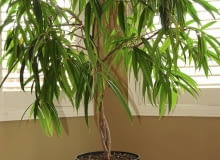 Fikus binnendijki ma bardzo wiele liści. Nie sposób każdy z nich myć z osobna