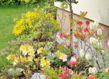 Azaliowa rabata w przedogródku pełna różnokolorowych odmian. Jest tu też lilak szczepiony na pniu. Azaliowa rabata w przedogródku pełna różnokolorowych odmian. Jest tu też lilak szczepiony na pniu.