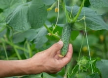 jesienny zbiór ogróków