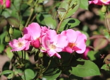 Róża 'Betty Prior' Róża 'Betty Prior'