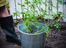 Sadzenie róż Sadzenie róż