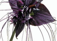 Kwiatostan takki składa się z kilkunastu drobnych kwiatów, czterech szerokich podkwiatków i licznych wąsów. Kwiatostan takki składa się z kilkunastu drobnych kwiatów, czterech szerokich podkwiatków i licznych wąsów.