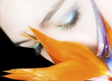 Strelicja, kwiaty cięte Strelicja, kwiaty cięte